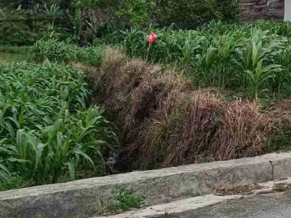 Di jual tanah duyung hill trawas view gunung