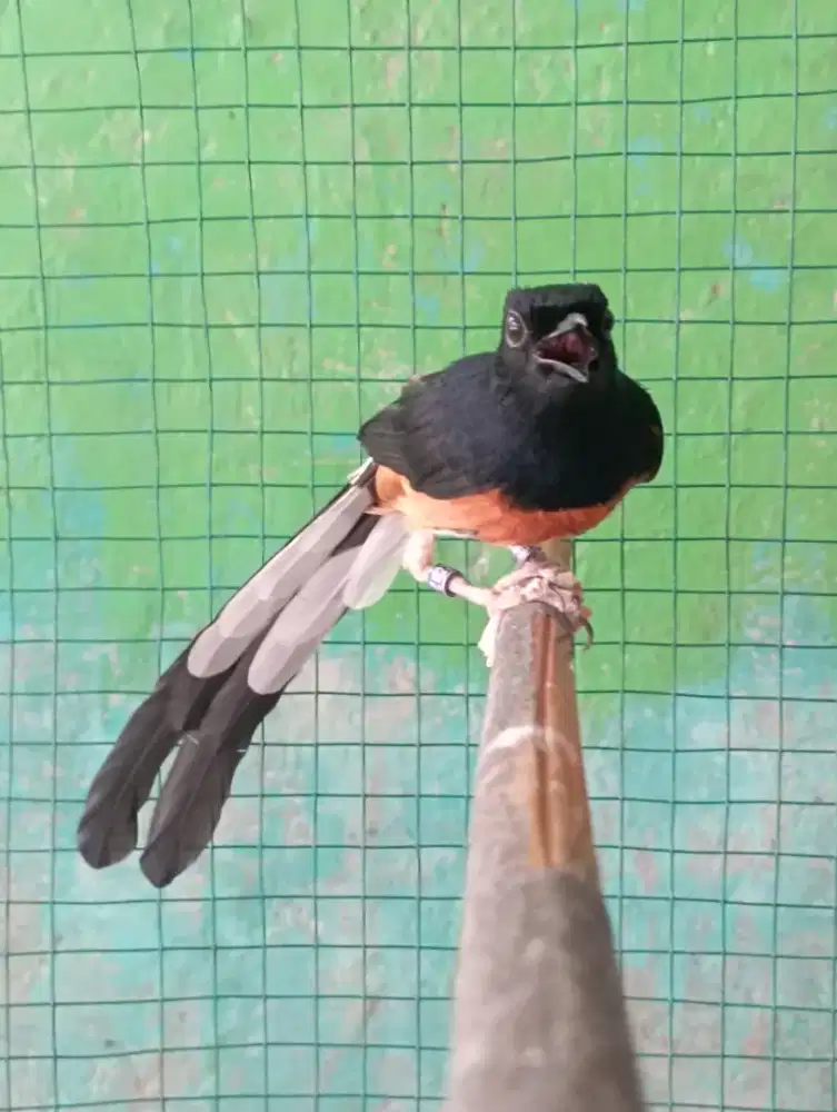 Burung murai dobel ring APBN ex prestasi