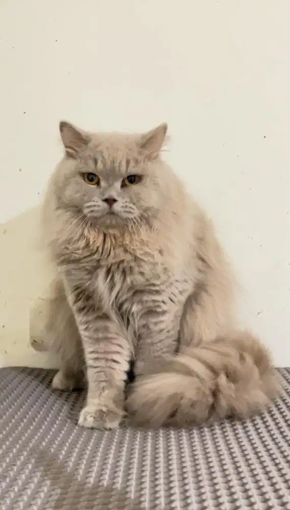British longhair lilac jantan