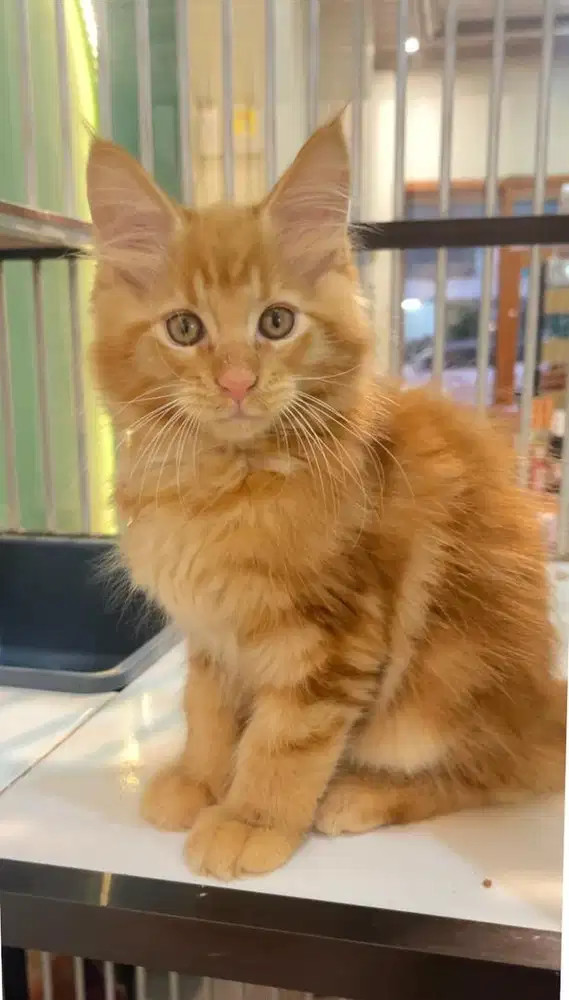Kitten mainecoon jantan