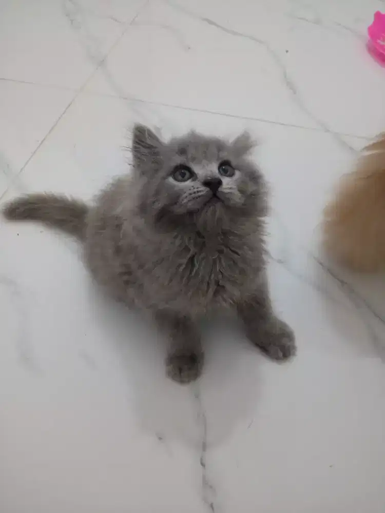 KITTEN PERSIA JANTAN
