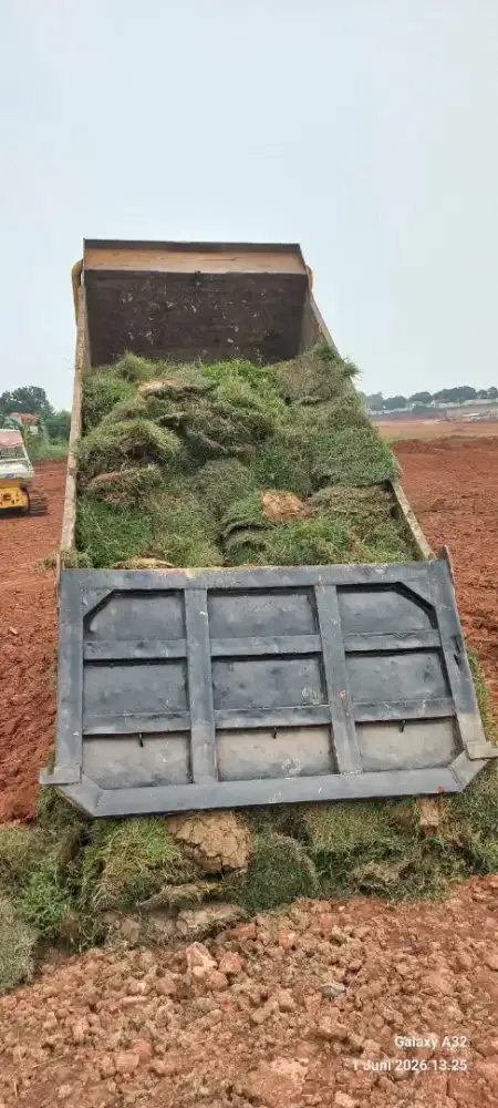 Jual Rumput Embun ( harga proyek )