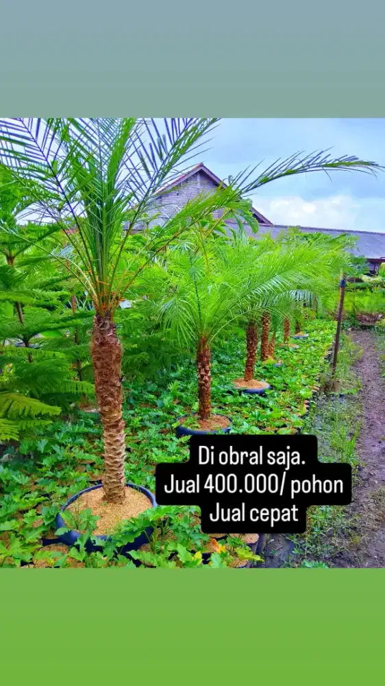 Pohon Palem Phoenix