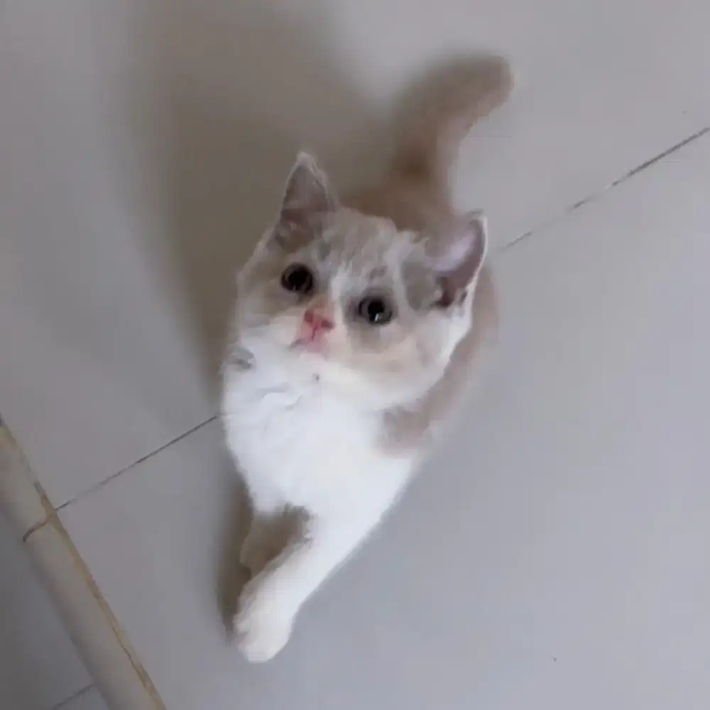 Lepas adop kucing Scottish fold dan British short hair