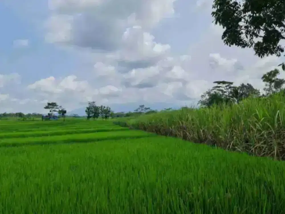 Dijual Murah Tanah Sawah Zona Kuning Lokasi Karangpandan,Karanganyar Luas 8037m2