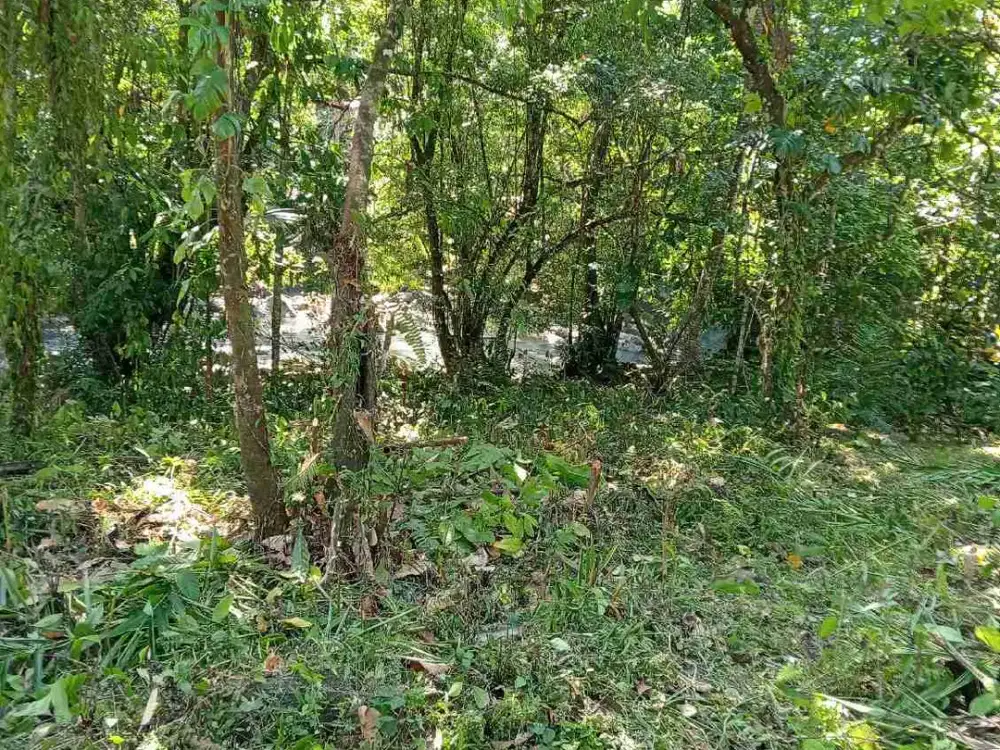 jual tanah kebun los sungai