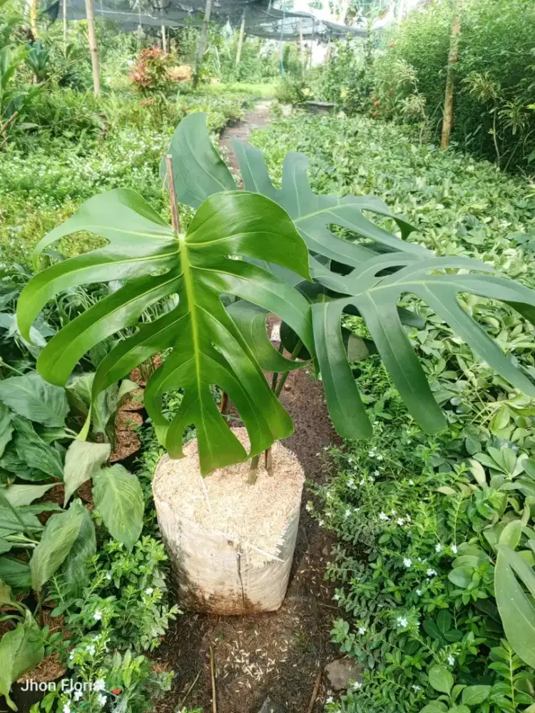 Tanaman monstera
