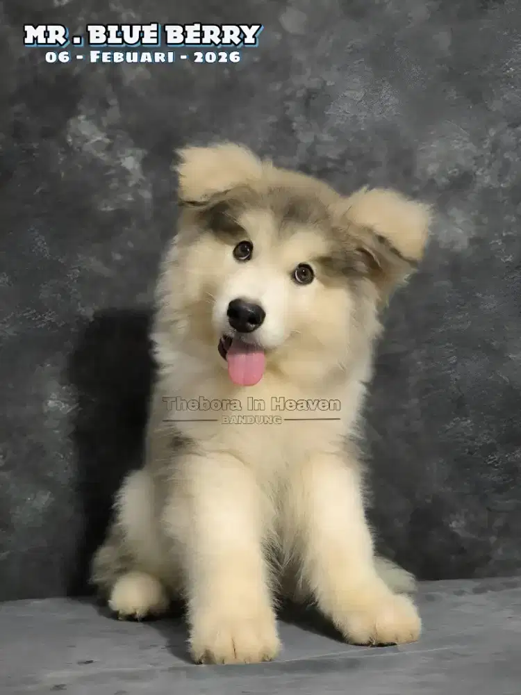 Alaskan Malamute Longhair