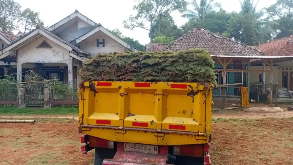 Jual rumput Peking / Jepang