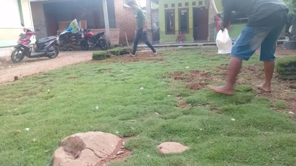 Rumput jepang / Rumput peking