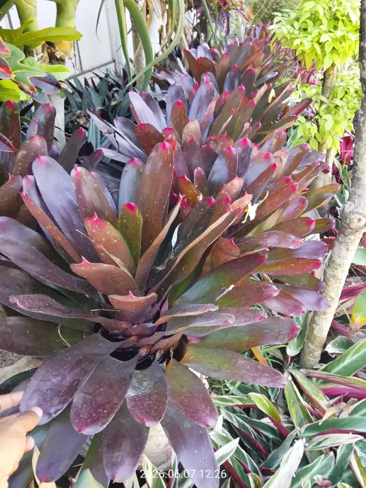 Tanaman Bromelia mawar