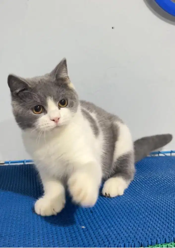 Kitten bsh bicolor jantan