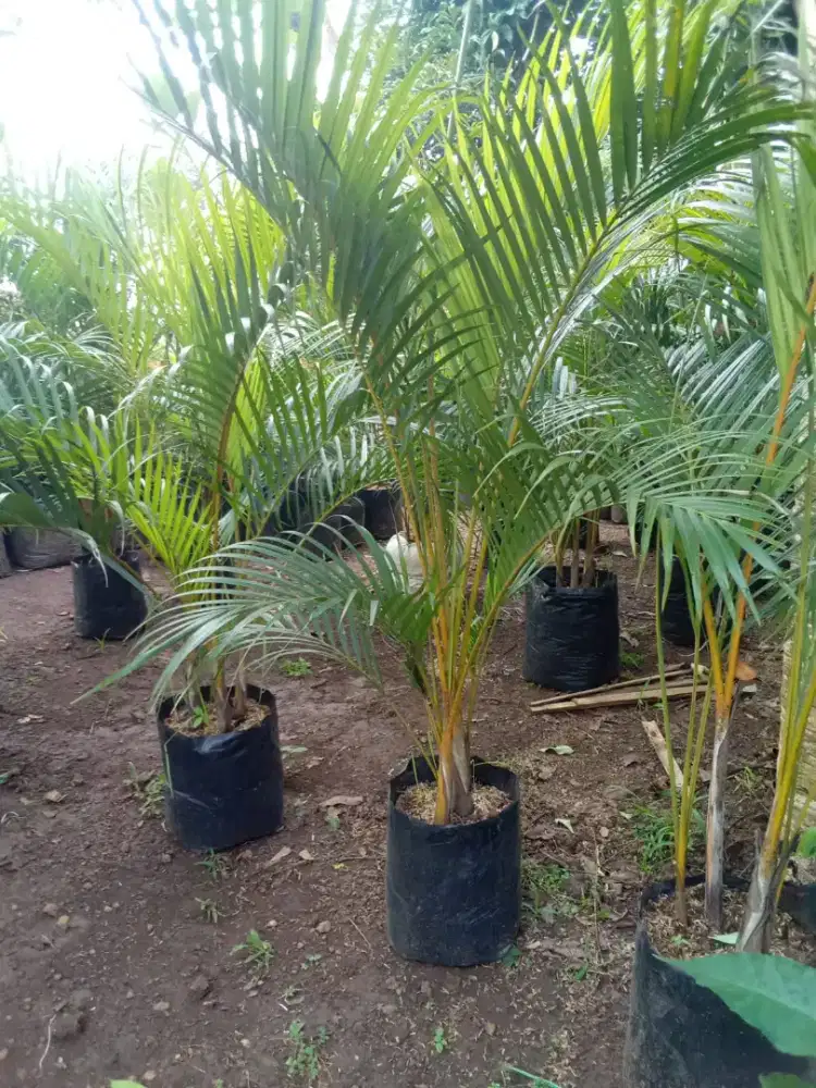 Tanaman palem kuning