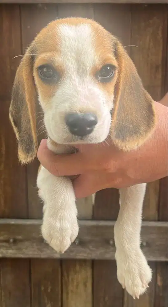 Anakan Beagle 3 Bulan