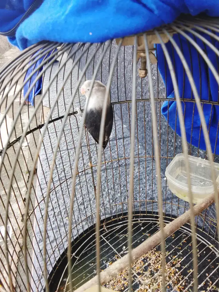 Lovebird Betmen fulset jng KK besi