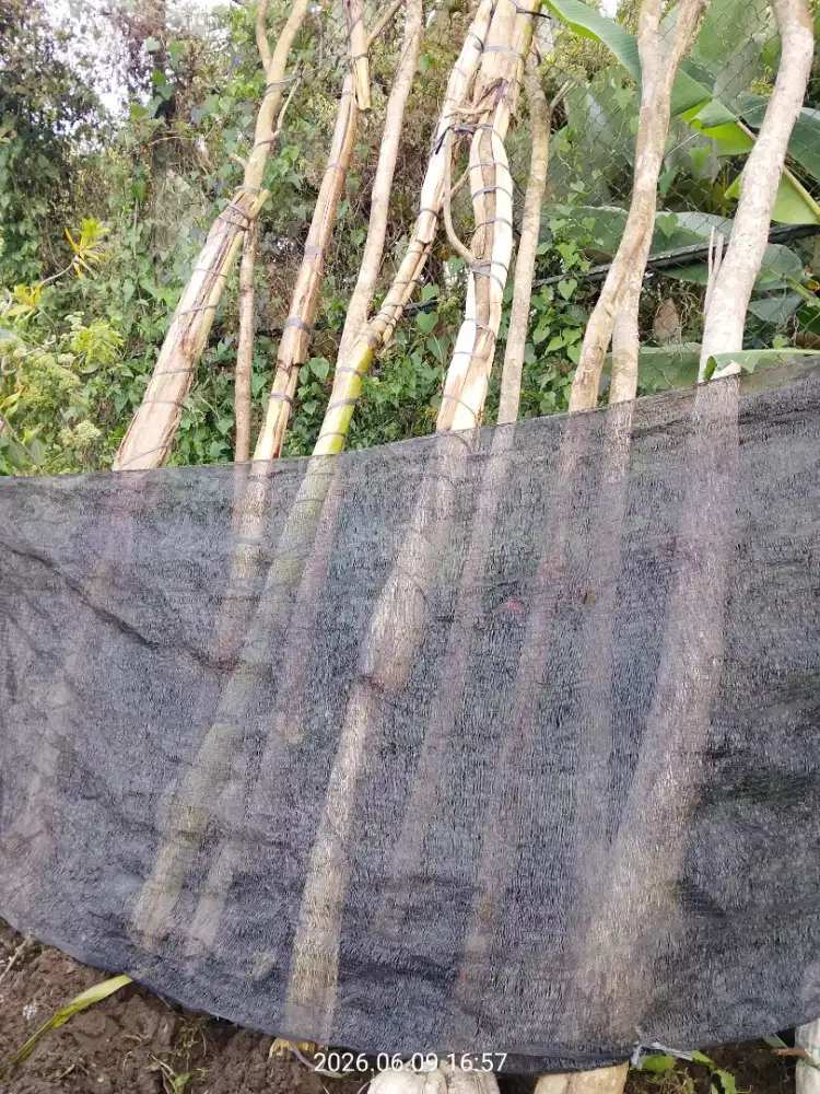 Tanaman Sonokeling tinggi 3- 4 meter
