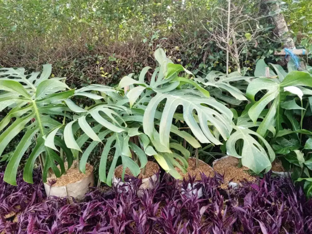 Tanaman monstera