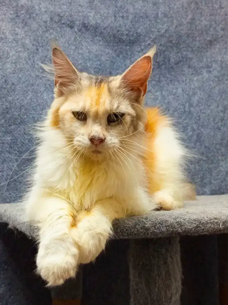 Mainecoon betina