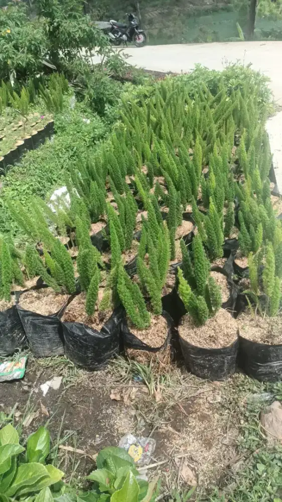 Tanaman pakis ekor