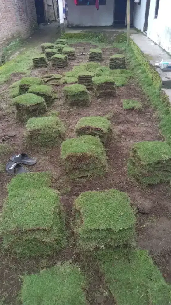 Rumput jepang atau rumput Peking