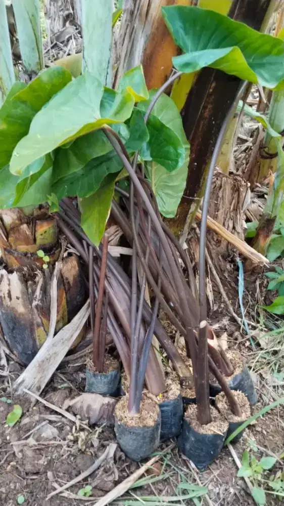 Tanaman sente hitam