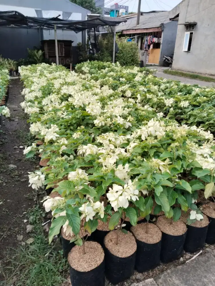 Tanaman nusa indah