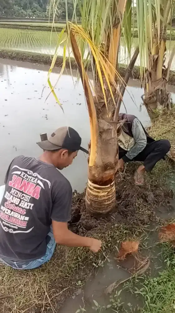 Tanaman Kelapa Gading Kuning