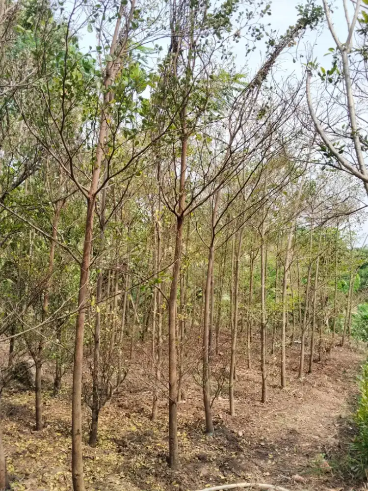 Tanaman Ketapang kencana