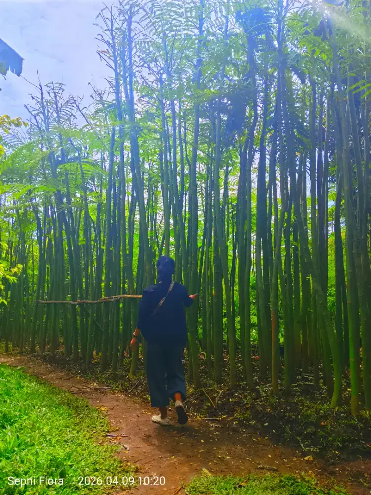 Tanaman solobium tinggi 3 meter