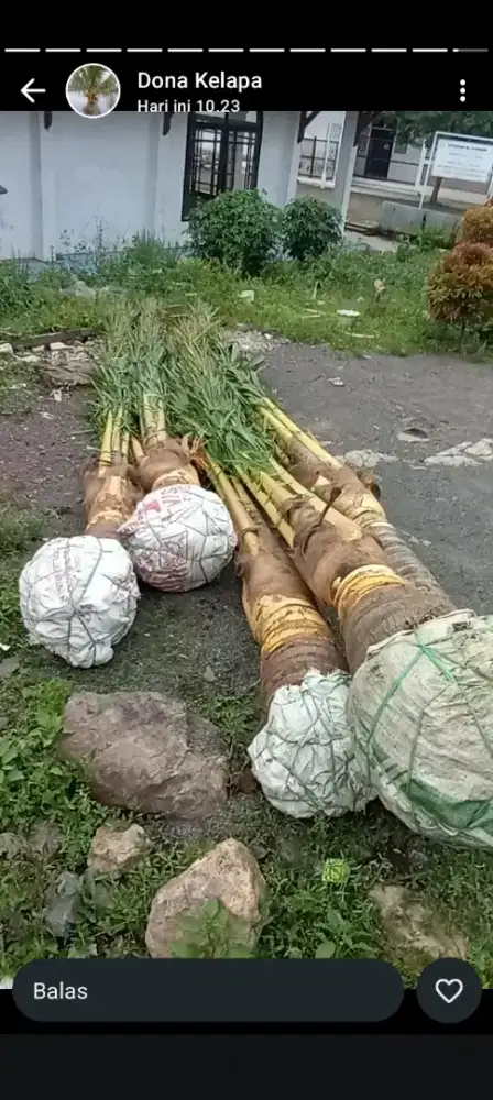 Tanaman Kelapa Gading kuning