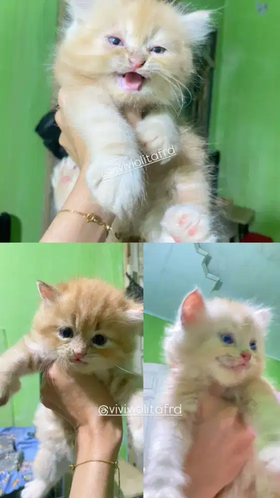 Kitten Persia Medium 3 Ekor