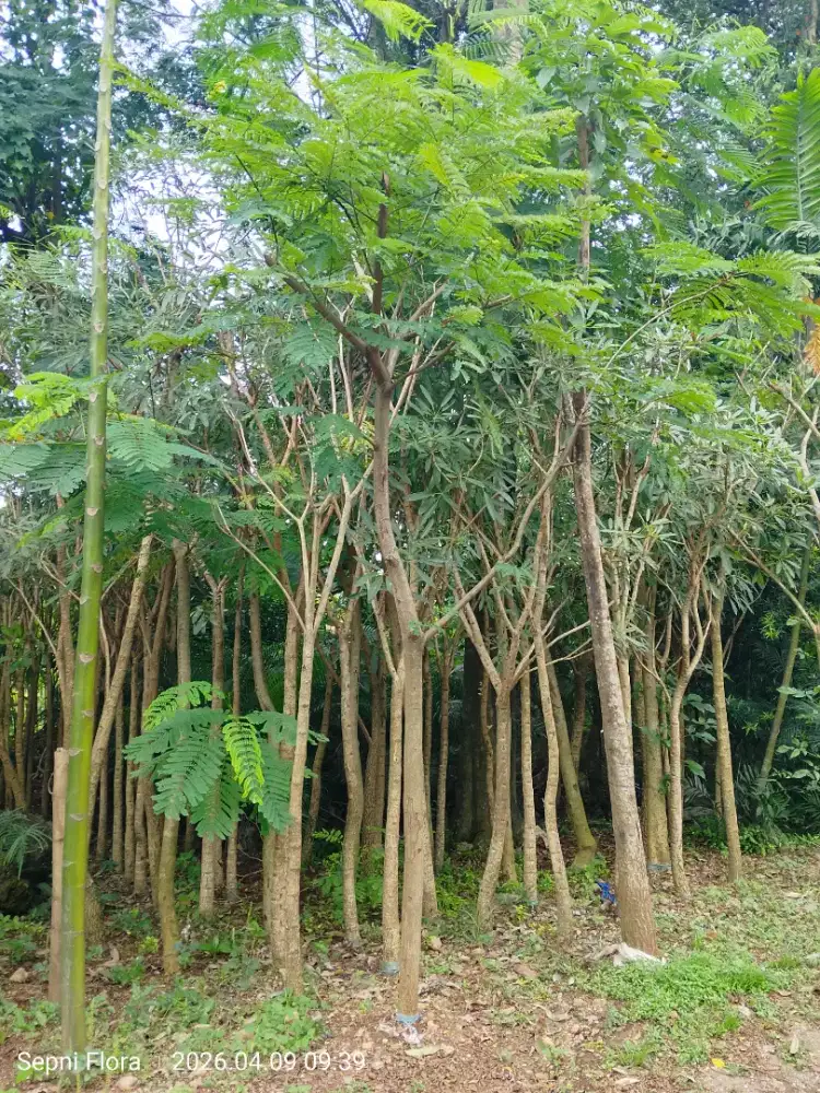 Tanaman Tabebuya Kuning