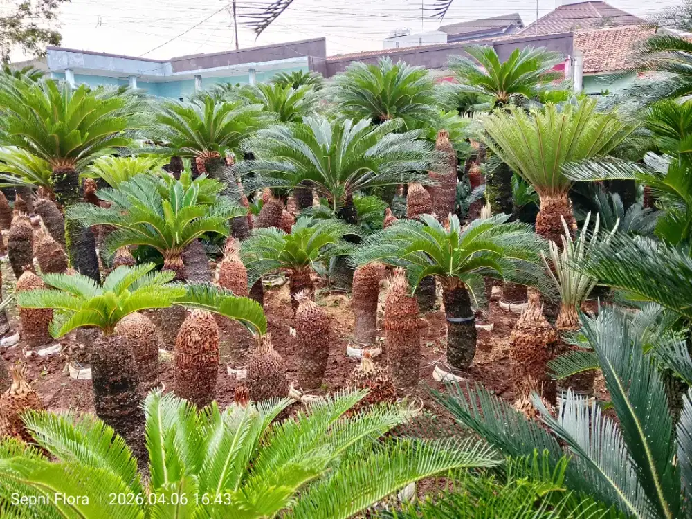 Jual Tanaman sikas