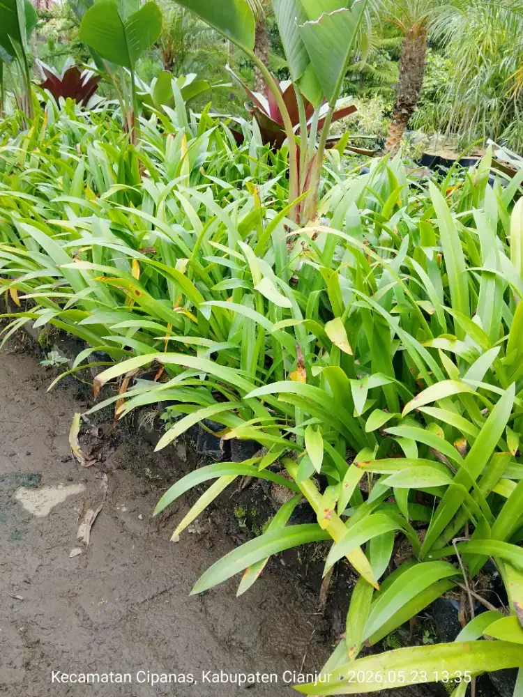 Tanaman Bakung lele