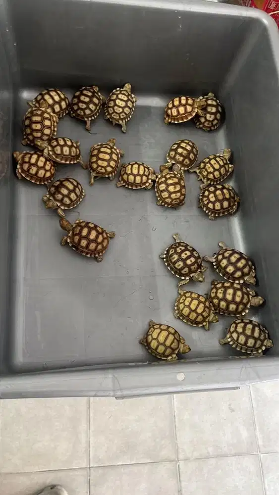Sulcata 5-6cm banyak pilihan