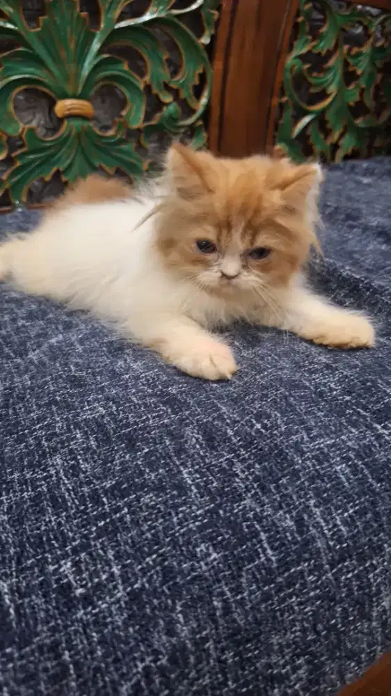 Jual kucing kitten persia peaknose 3 bulan