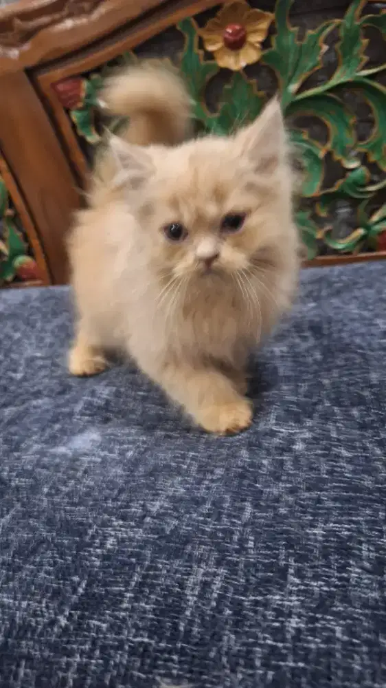 Jual kucing persia kitten peaknose 3 bulan
