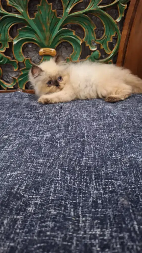 Jual kucing himalaya kitten pesek 3 bulan betina