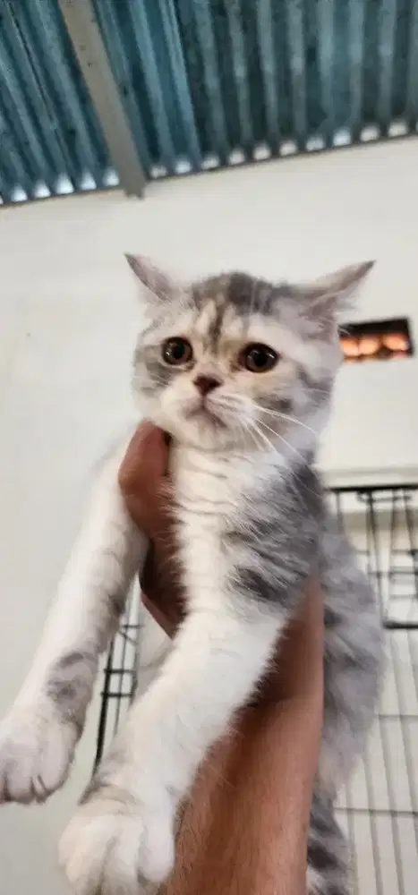 Lepas Adopt Kucing Kitten BSH x SF Betina Scottish Straigh