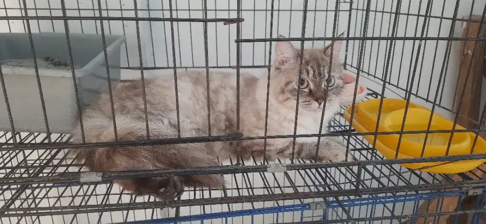Lepas Adopt Kucing Persia Betina