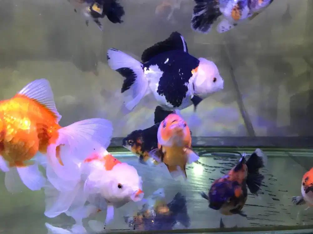 ikan mas koki ranchu oranda dll