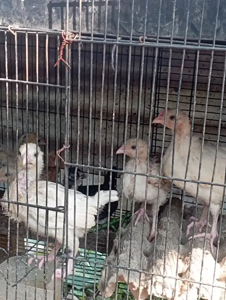Ayam kampung Pitik 1-2 bulanan