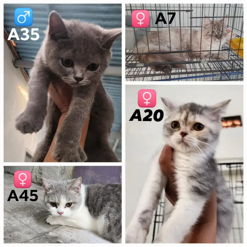 Lepas Adopt Borongan Kucing BSH Bristish Shorthair Persia Scottish