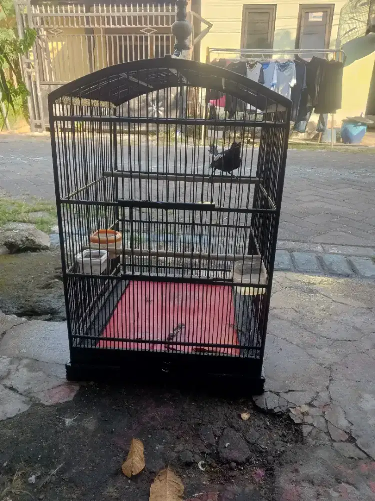kacer dada hitam