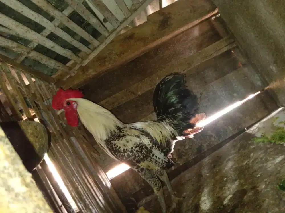 AYAM ARAB JANTAN ASLI