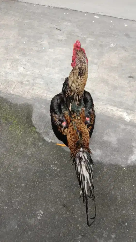 Ayam siam garang