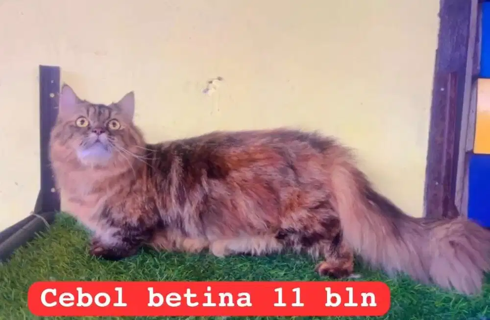 Kucing ras munckhin x persia betina