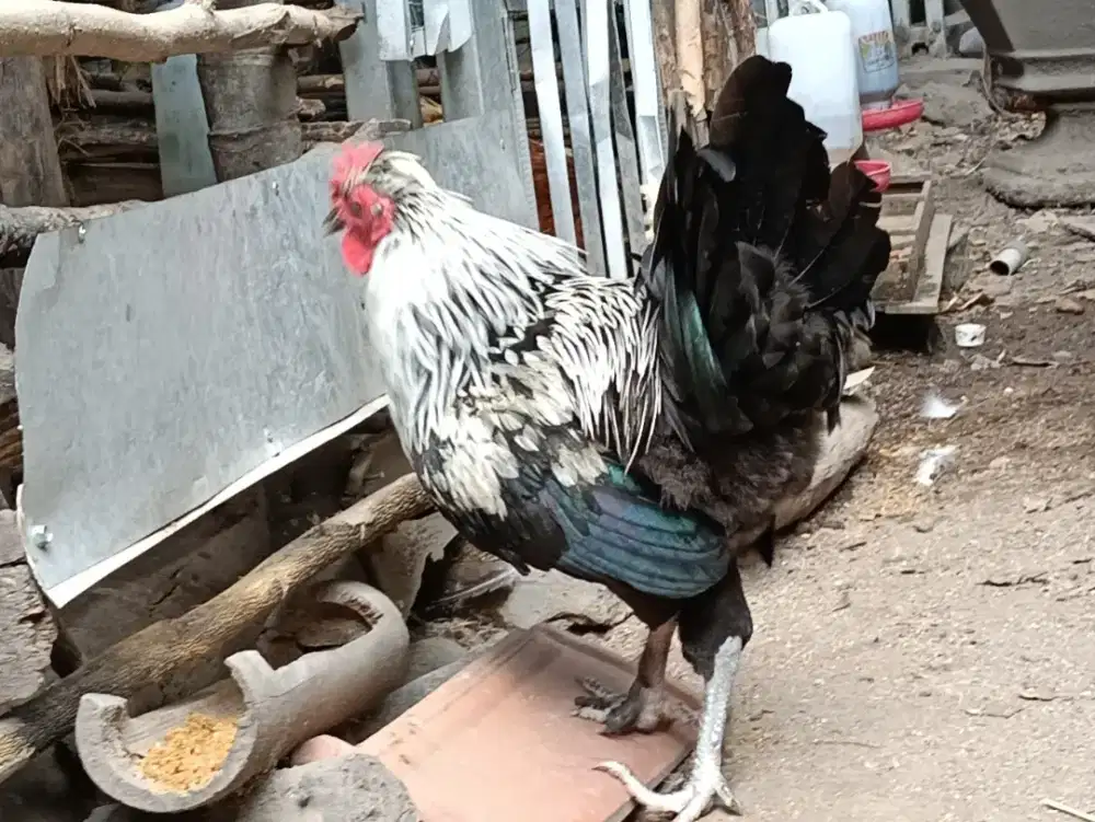 Ayam Hias Cross Breeding