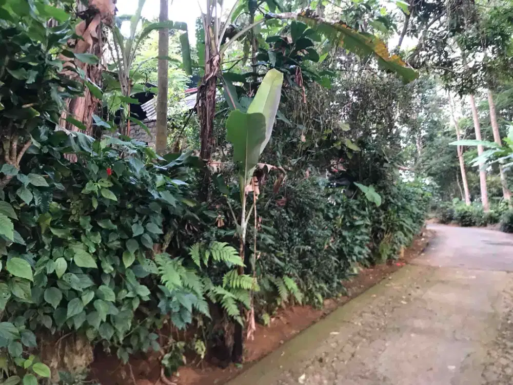 Di Jual Kebun Murah,View Bagus
