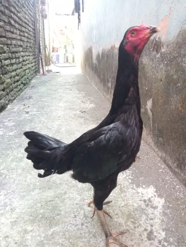 Ayam betina Bangkok klasik pkul ropel